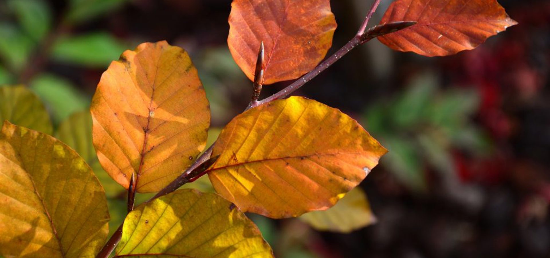 Oak Park Native Tree Planting