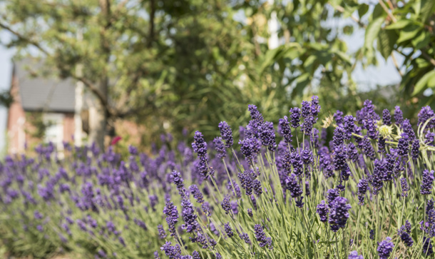 Oak Park Native Tree Planting