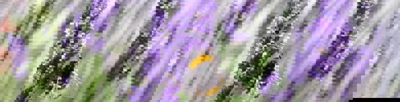 Interim Results for the Six Months Ended 30 June 2020 Safe Return to Work, Positioned for Return to Significant Growth