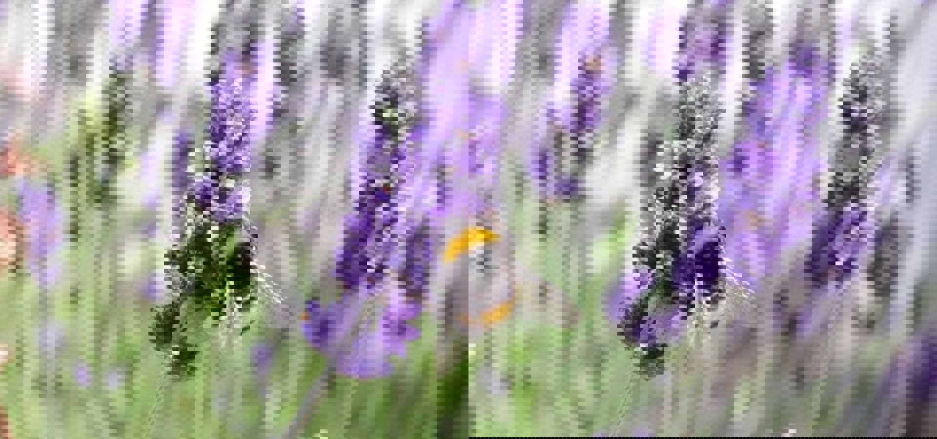 Interim Results for the Six Months Ended 30 June 2020 Safe Return to Work, Positioned for Return to Significant Growth