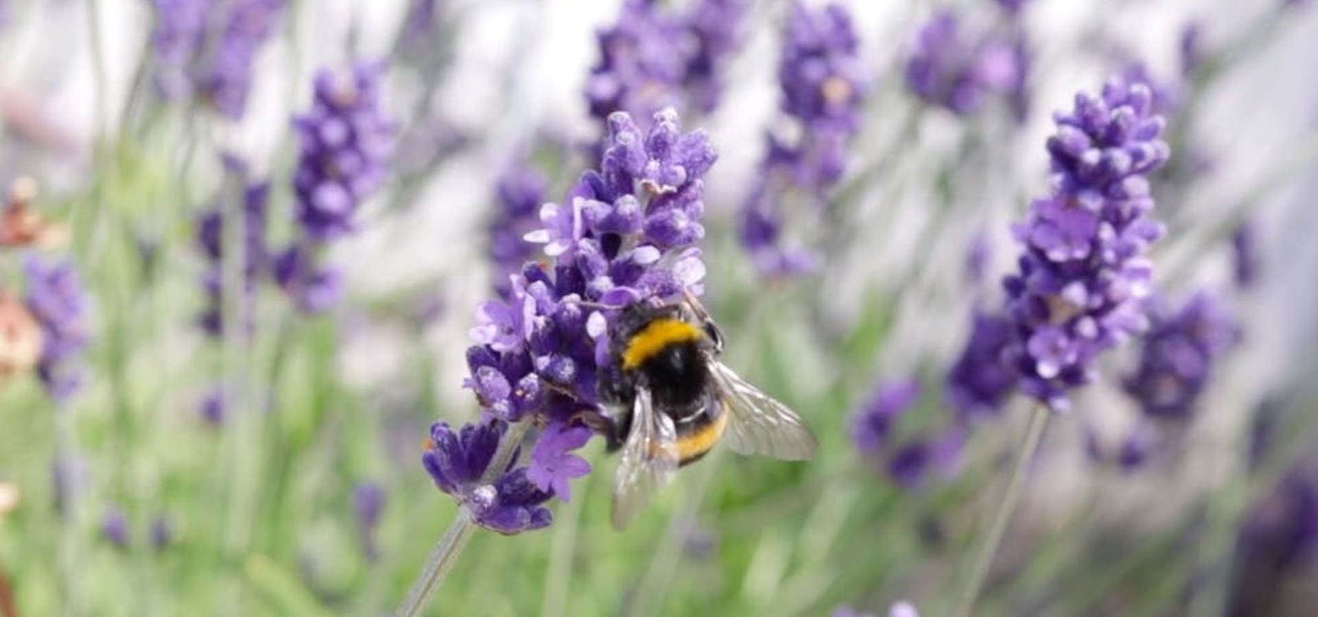 Macro photograph of a fuzzy bumblebee with black and yellow stripes resting on a vibrant purple lavender stalk in full bloom.