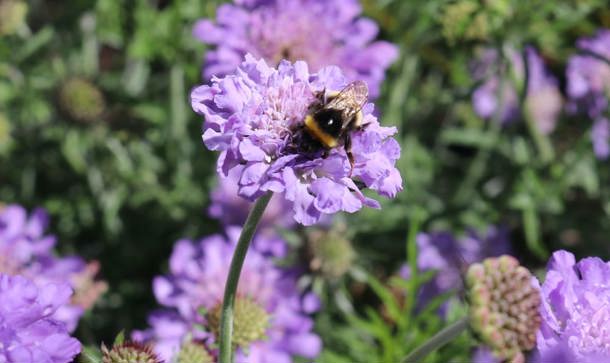 Biodiversity as Priority