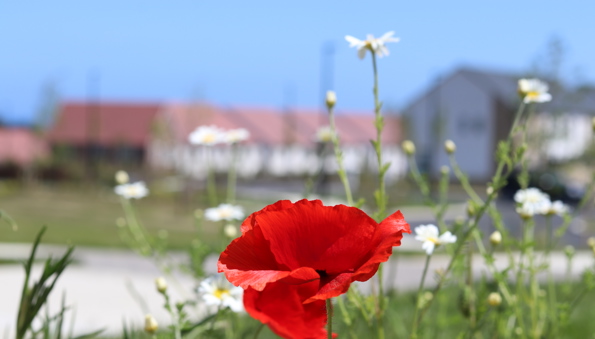 Flower-Sustainability