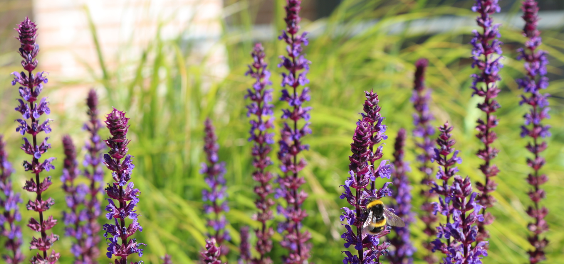 Bee feeding on tall purple salvia flowers in landscaped planting