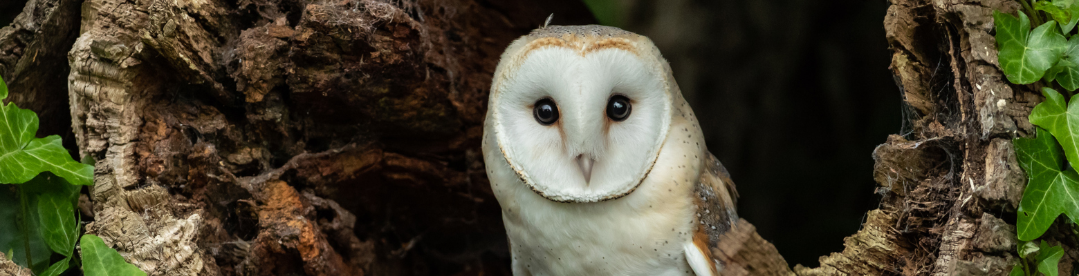 Barn owl perched in a hollow tree trunk