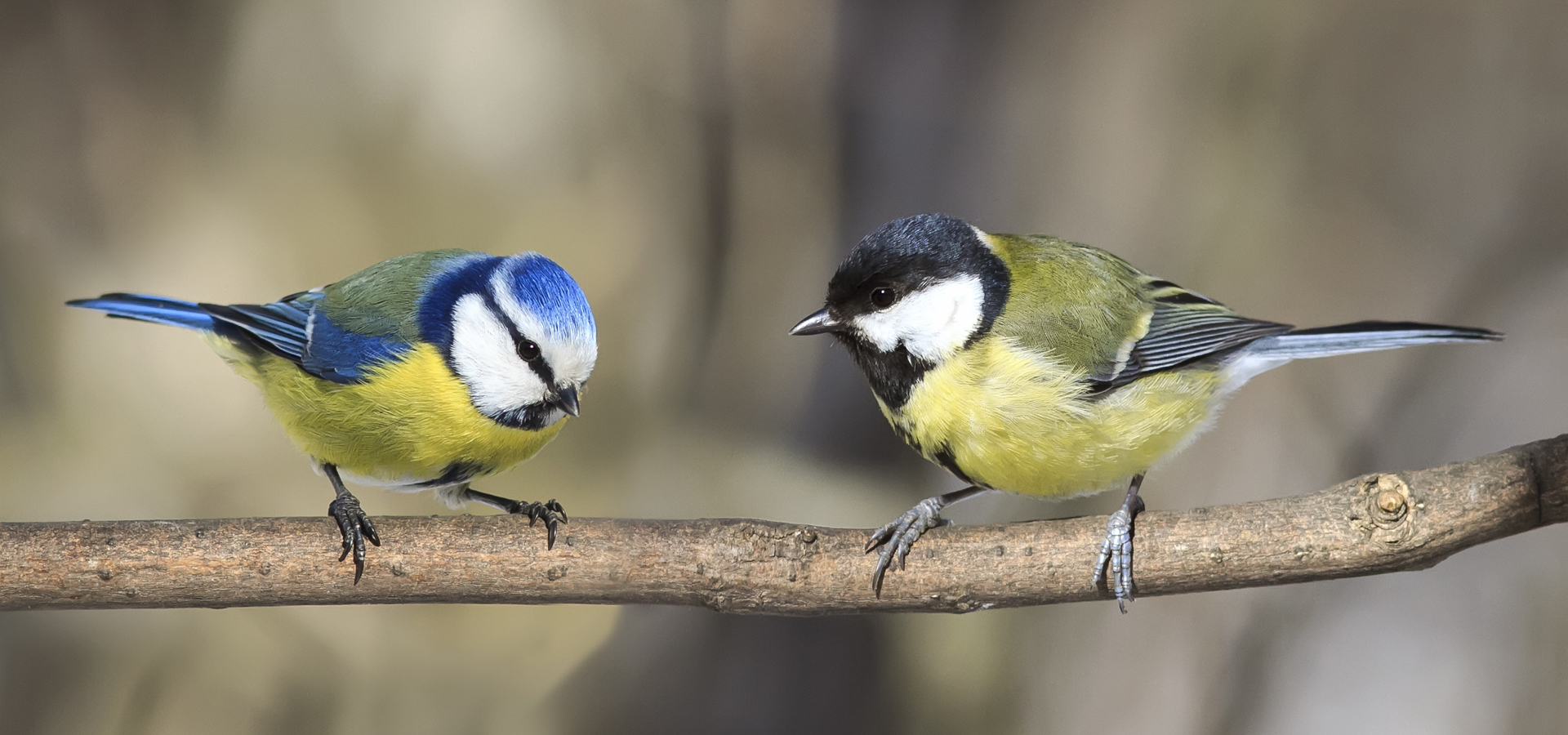 A blue tit and a great tit facing each other on a branch