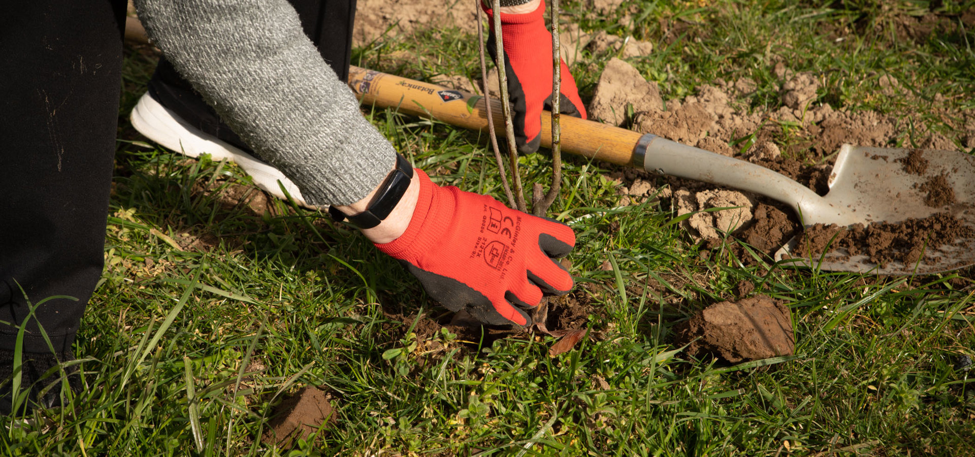 Close-up of gloved hands planting a young sapling with a hand trowel
