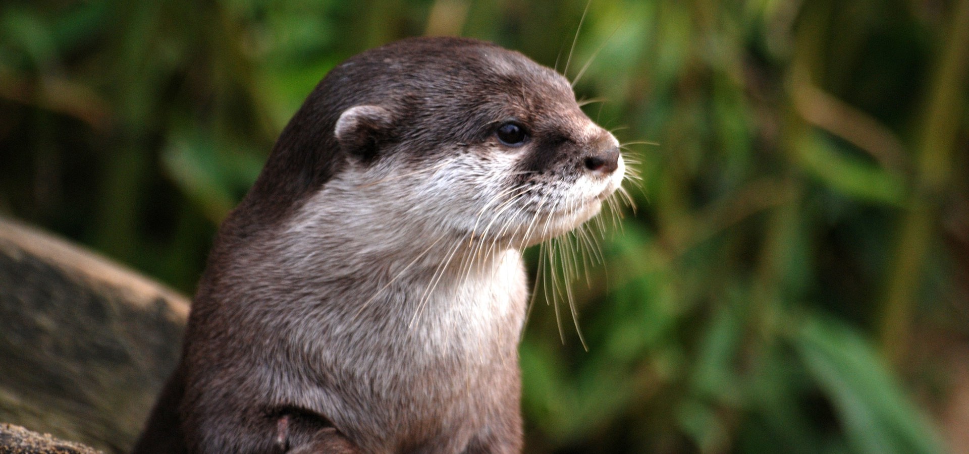 Otter sitting on a log in front of dense greenery